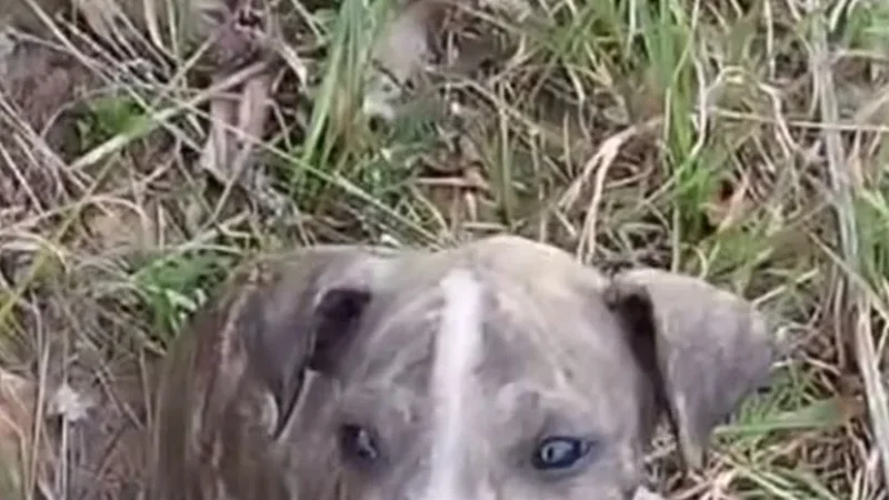 Cães são abandonados no bairro Caverazinho