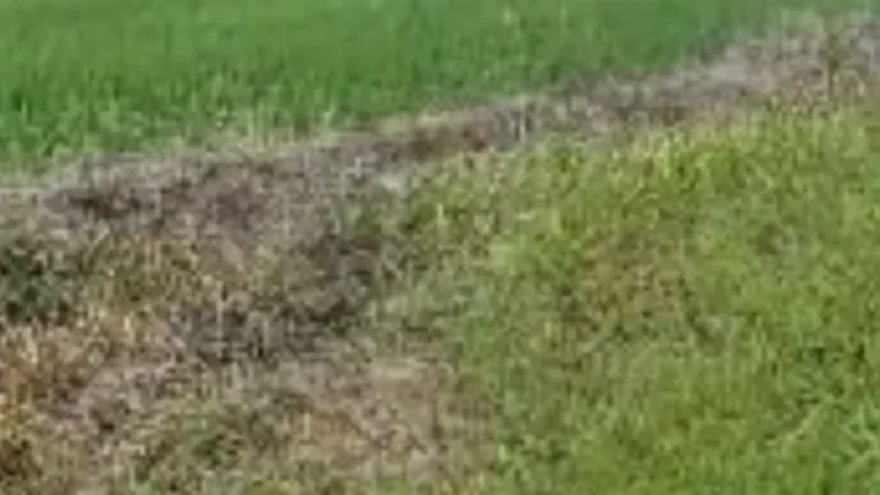 Corpo em decomposição é encontrado boiando em canakl de irrigação