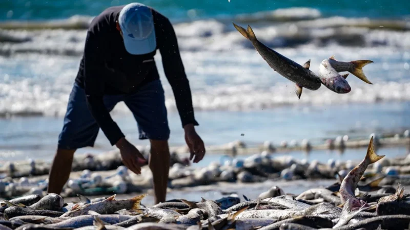 Santa Catarina trabalha para reverter medida do Governo Federal que impõe novas restrições à pesca artesanal da tainha