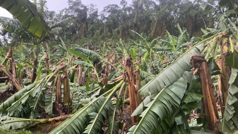 Secretaria da Agricultura e Pecuária e Epagri avaliam estragos causados por temporal no Norte do estado