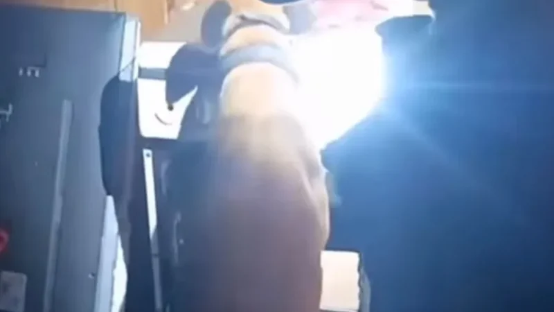 Mais de 12kg de cocaína são apreendidos no bairro Polícia Rodoviária