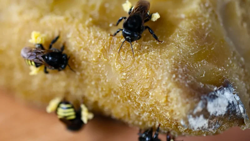 Dia Nacional do Mel: Santa Catarina é destaque nacional pela qualidade e pelo volume produzido