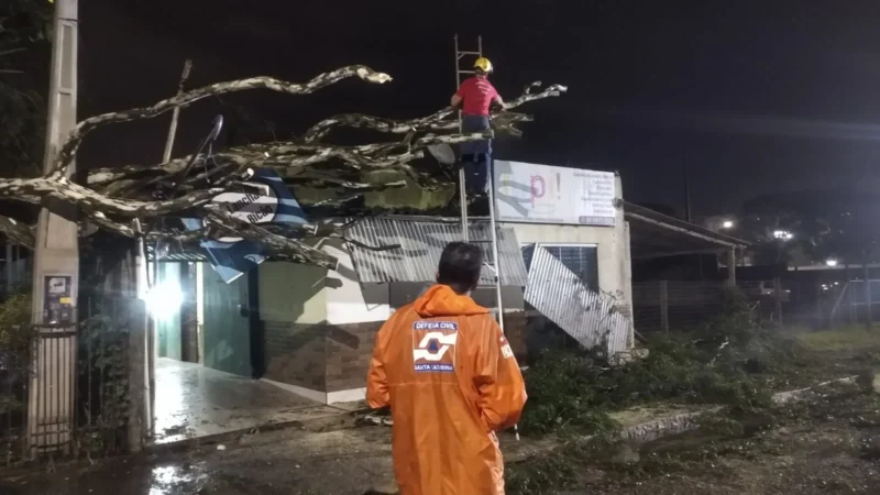 Queda de árvore gigante mobiliza Defesa Civil e Bombeiros em Araranguá e causa danos no bairro Coloninha