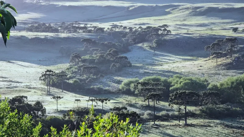 Santa Catarina pode ter primeiro registro de neve de 2025; Defesa Civil emite alerta para frio extremo e geada ampla