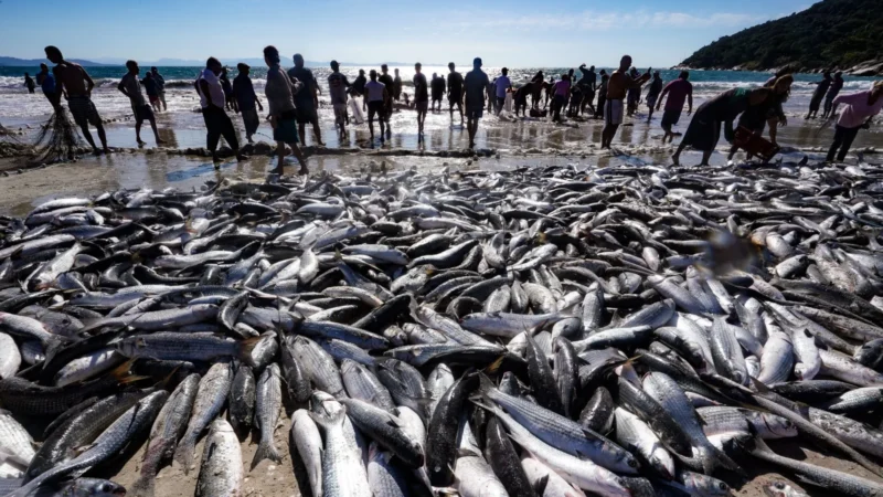 Pelo Estado: a pesca da tainha e a queda de braço entre governo estadual e federal