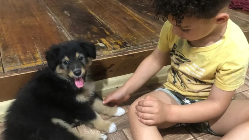 Depois de ser abandonado e atropelado, Croata ganha um novo lar