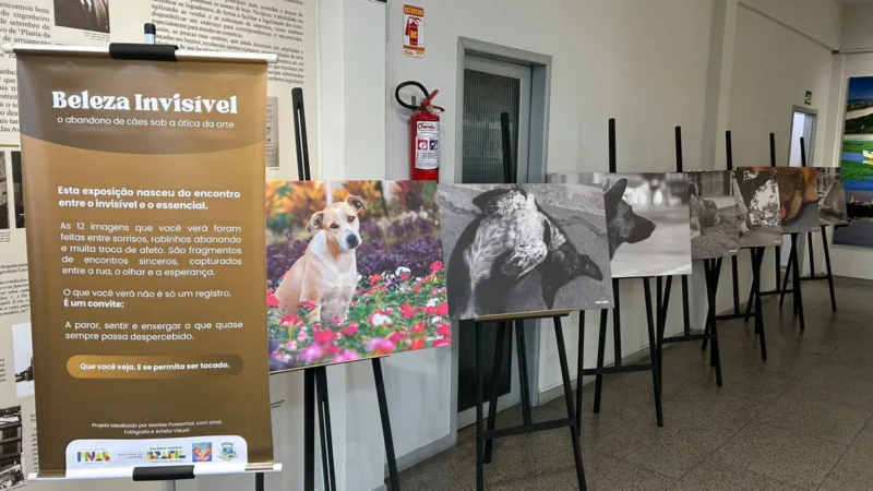 Exposição “Beleza Invisível” denuncia abandono de cães em Araranguá através da arte
