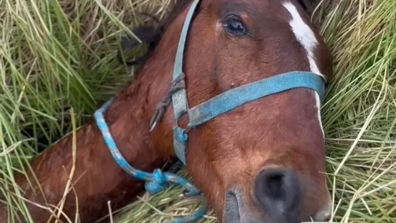 Corpo de Bombeiros resgata cavalo preso em buraco na Vila Macarini, em Criciúma
