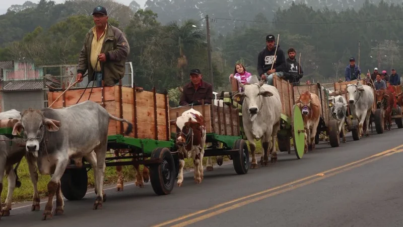 Tradição em movimento: Carros de Boi invadem São João do Sul e abrem festa histórica no Parque Municipal