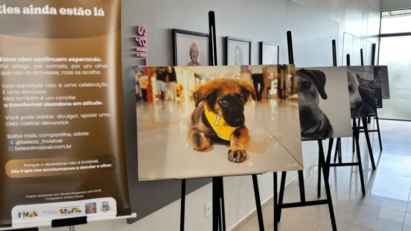 Exposição “Beleza Invisível” retrata abandono de cães por meio da arte em Araranguá