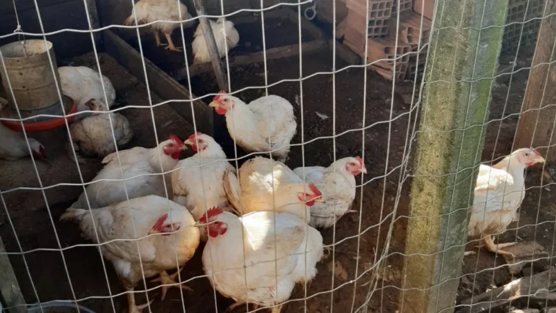 CIDASC combate foco de Influenza Aviária (H5N1) em aves de fundo de quintal no interior de Meleiro