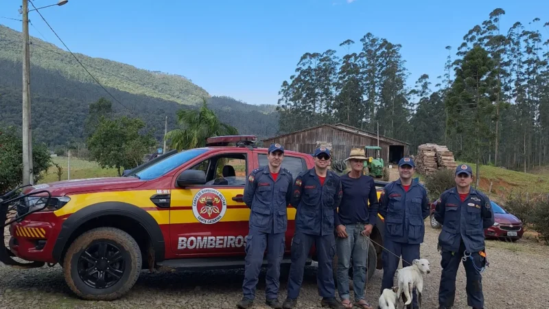 Após 11 dias desaparecido, cão é resgatado com vida em encosta de 40 metros em Morro Grande