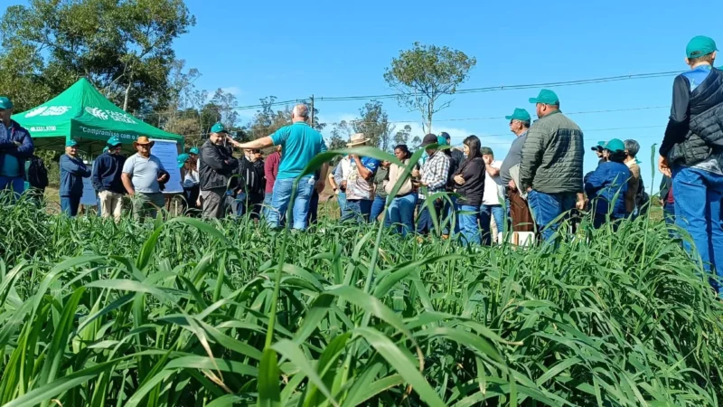Dia de Campo destaca variedades de pastagens de inverno em Meleiro
