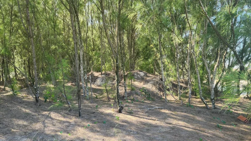 Casuarina ameaça biodiversidade e Prefeitura prepara ações de erradicação em Arroio do Silva