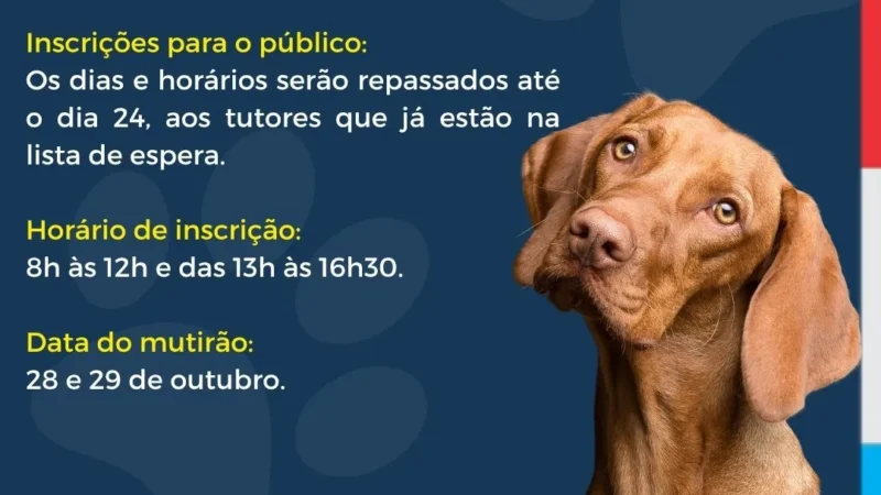 📢 ATENÇÃO, TUTORES! CAMPANHA DE CASTRAÇÃO EM ARARANGUÁ 🐾