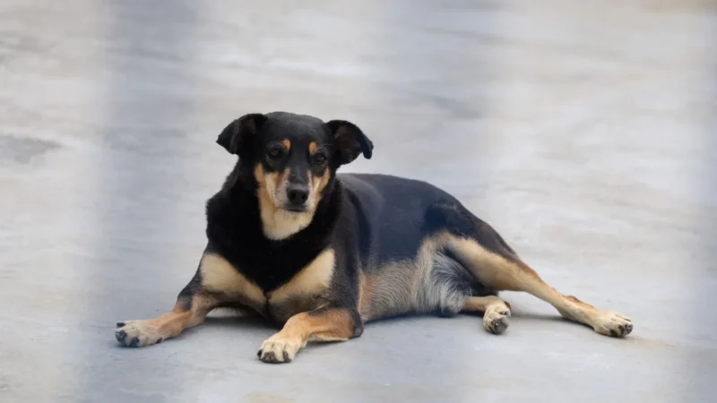 Santa Catarina sanciona lei histórica que garante proteção a cães e gatos comunitários