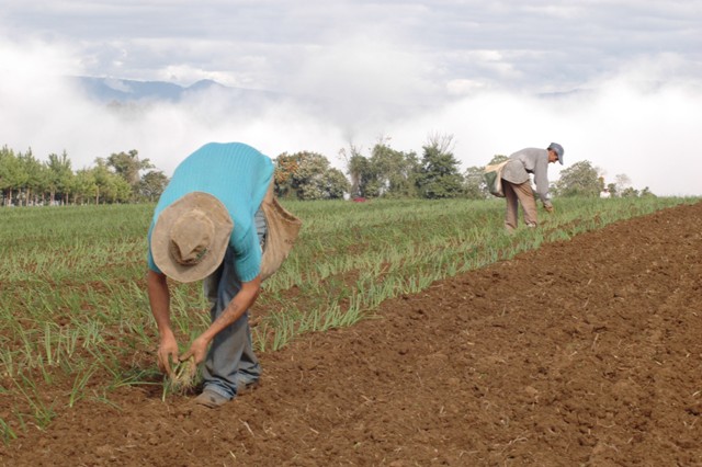 Deputado propõe audiência sobre crise da cebola; sessão debate novo tratamento para paralisia e feriado estadual em SC