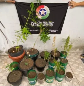 Homem é preso por tráfico de drogas após PM apreender 25 pés de maconha em Passo de Torres