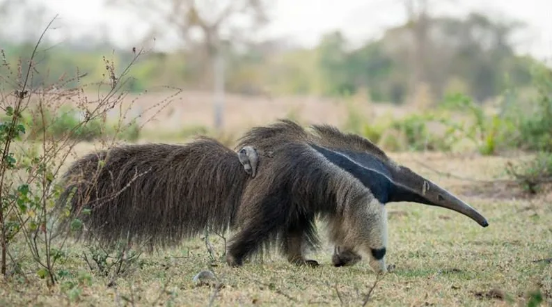 Brutalidade contra a fauna: homem é identificado após matar tamanduá a pauladas em Turvo