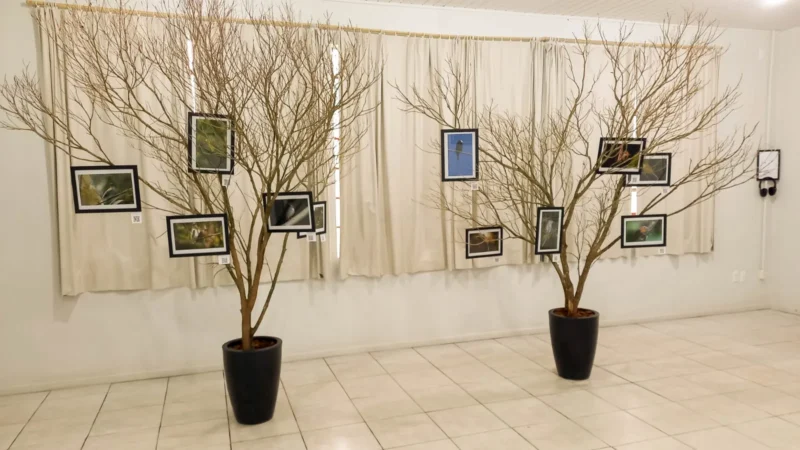 Exposição “Aves de Morro Grande” retorna ao Centro Cultural e amplia olhar sobre a fauna local