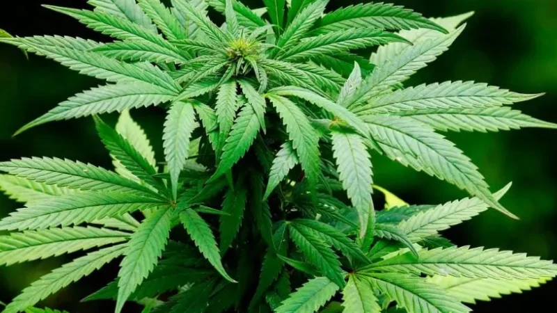Idoso é preso por cultivo de maconha após denúncia em Turvo