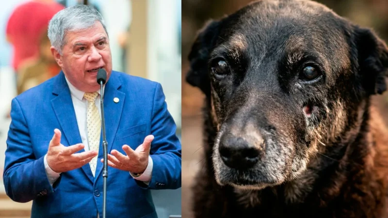 Deputado Mário Motta protocola pedido de CPI na Alesc para investigar morte do cão Orelha