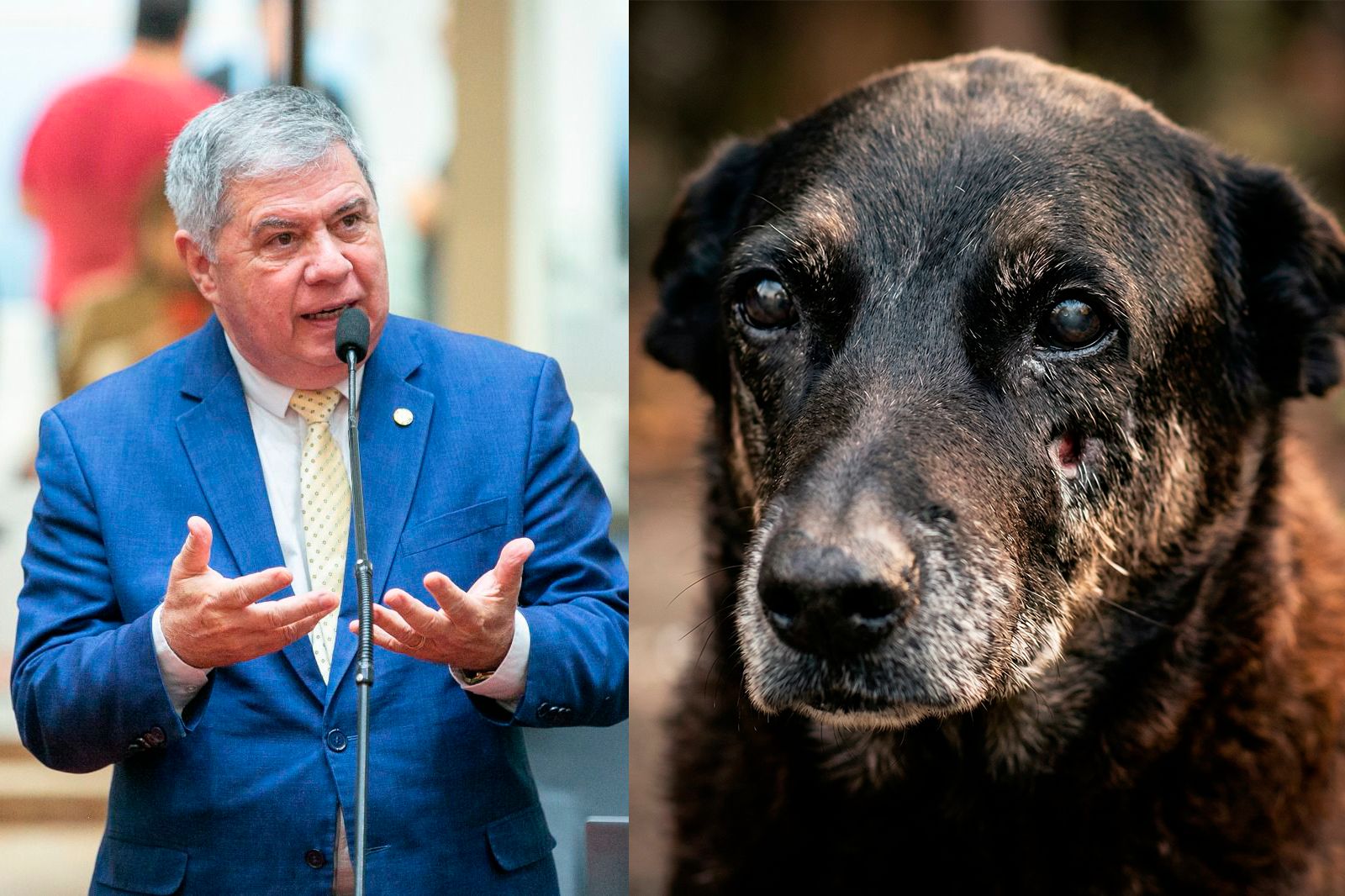 Deputado Mário Motta protocola pedido de CPI na Alesc para investigar morte do cão Orelha