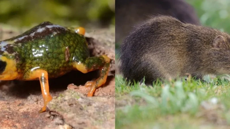 Biodiversidade única: SC protege o preá-de-moleques-do-sul e registra nova espécie na Serra do Tabuleiro