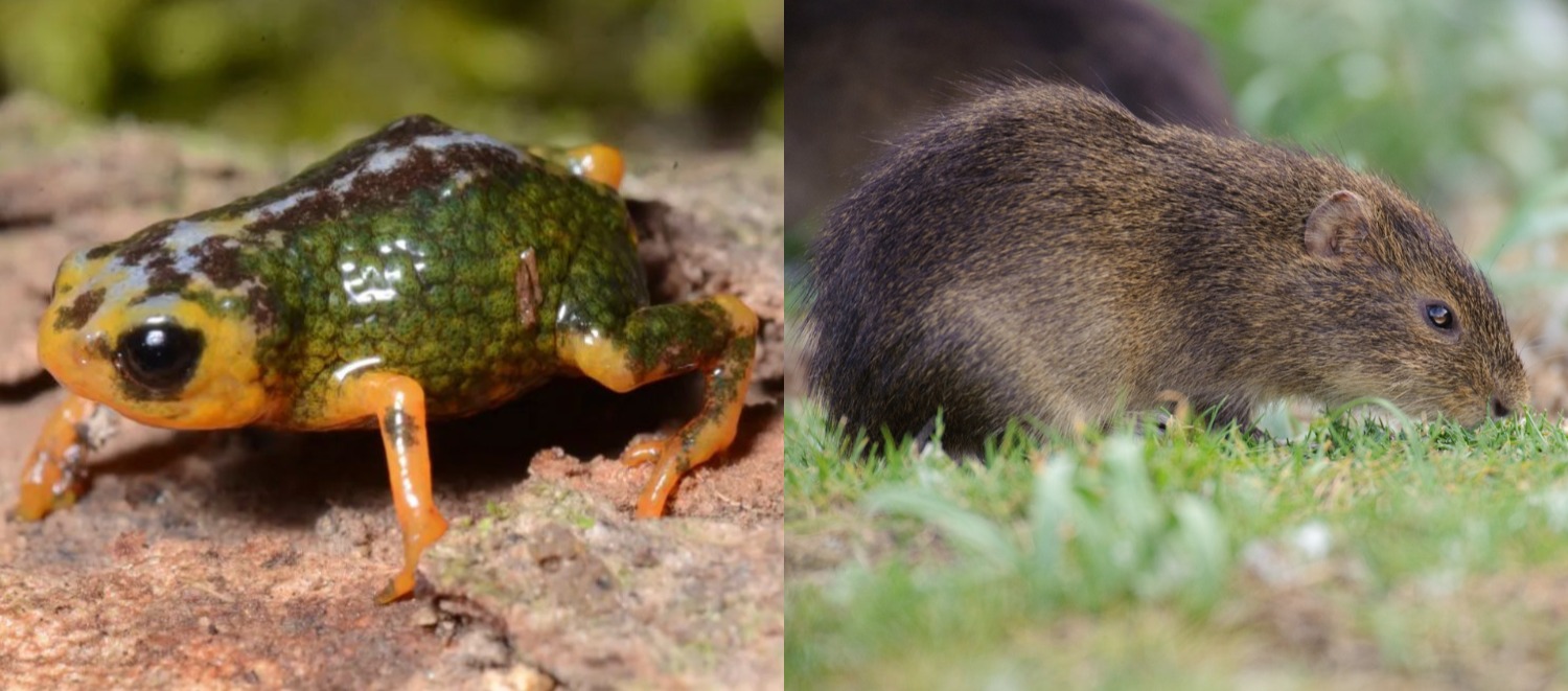 Biodiversidade única: SC protege o preá-de-moleques-do-sul e registra nova espécie na Serra do Tabuleiro