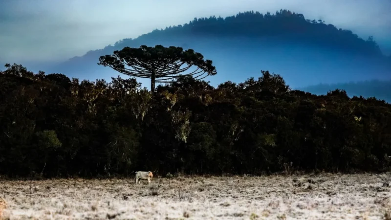 Santa Catarina tem começo de inverno com ‘onda de frio intenso’