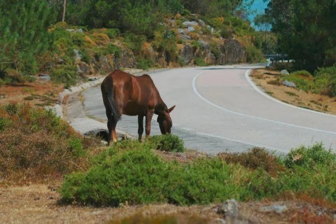 Justiça condena concessionária a indenizar família de motorista morto após colisão com cavalo na BR-101