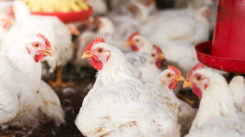 Uso de minerais bi-quelatados melhora qualidade da carne e reduz perdas na avicultura, aponta estudo