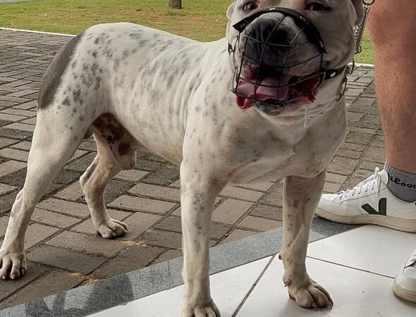 Sombrio abre novo mutirão gratuito para castração e microchipagem de pets com 130 vagas
