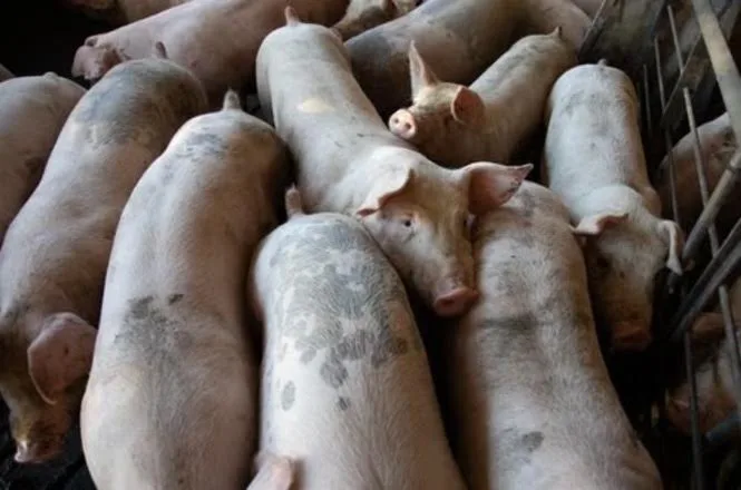 Justiça condena empresa a indenizar suinocultor em R$ 110 mil por cisterna com falhas estruturais