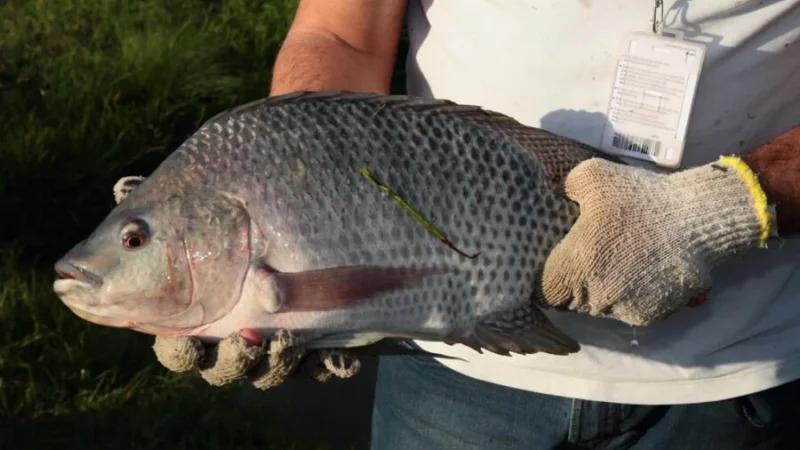 Alesc aprova projeto que prevê inclusão de peixe na merenda das escolas estaduais